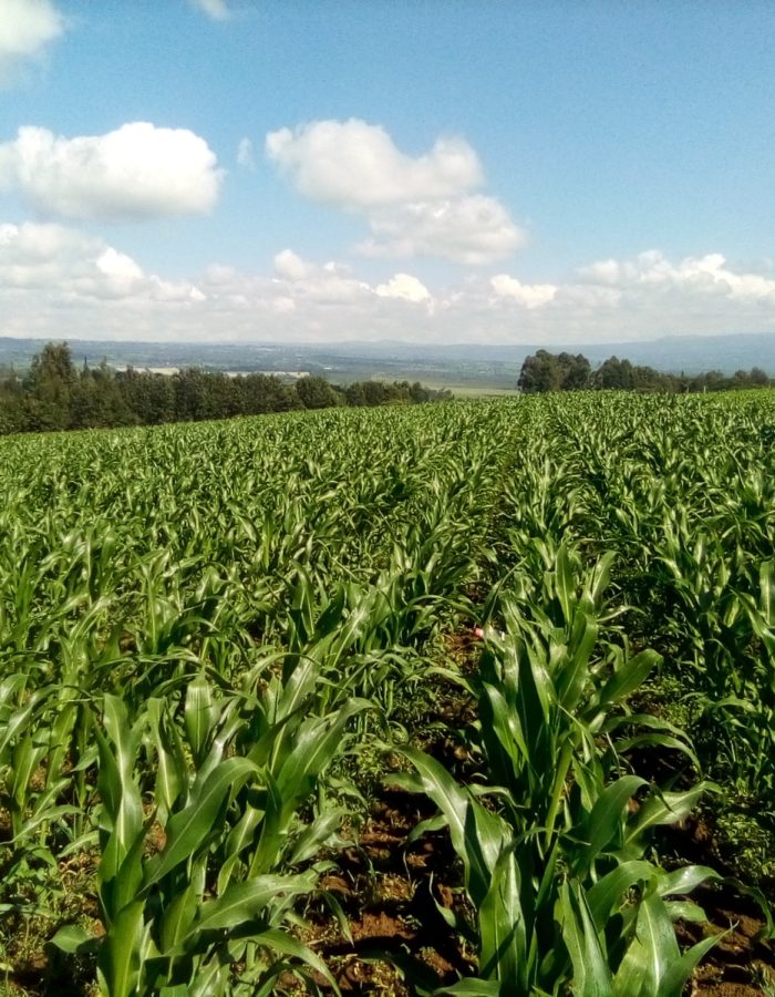 Agriculture