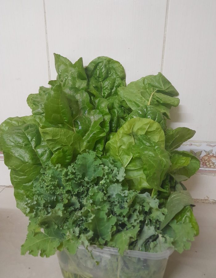 Assorted Vegetables from kitchen garden