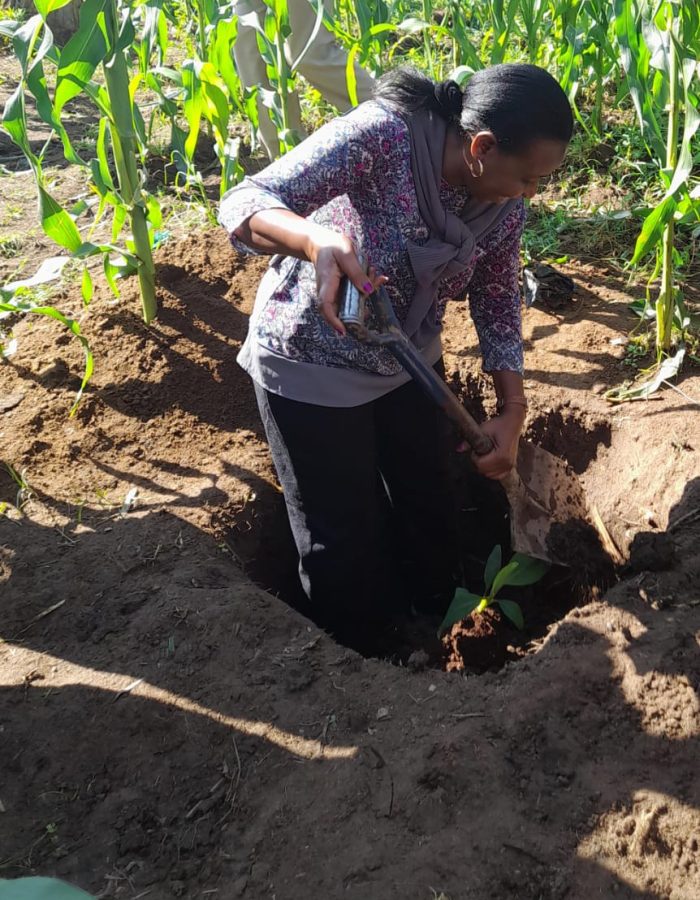 Agro forestry