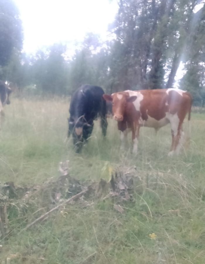 Livestock